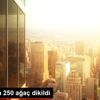 Tatvan da 250 ağaç dikildi