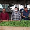 Bezelyeyi soğuk vurdu Bezelyeyi soğuk vurdu