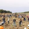 Çanakkale de 205 bin fidan toprakla buluşturuldu Çanakkale de 205 bin fidan toprakla buluşturuldu