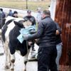 Devrilen kamyonetteki büyükbaş hayvanlar yola savruldu Devrilen kamyonetteki büyükbaş hayvanlar yola savruldu