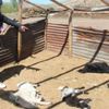 Ağıla giren Kurt, 150 hayvanı telef etti Ağıla giren Kurt, 150 hayvanı telef etti