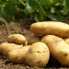 Patates zayıflatıyor!