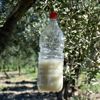 Zeytin sineğiyle mücadelede biyoteknik yöntem