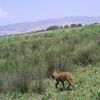 Çorum'da aslan değil, çakal, tilki ve domuz çıktı Çorum'da aslan değil, çakal, tilki ve domuz çıktı