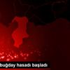 Hatay da buğday hasadı başladı Hatay da buğday hasadı başladı