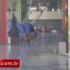 Kaçak boğa alışveriş merkezini birbirine kattı