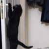 Patisiyle kapıyı açan kedi fenomen oldu Patisiyle kapıyı açan kedi fenomen oldu