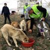 Niğde sokak hayvanlarına 5 ton mama dağıtıldı