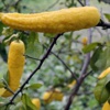 Biber görünümlü limon! Biber görünümlü limon!
