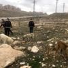 Van polisi, sokak hayvanlarını unutmadı