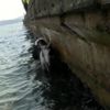 Sarıyer'de at denize düştü Sarıyer'de at denize düştü