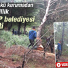 İzmir'de enerji santrali için ağaç katliamı