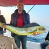 Okyanus balığı 15 kiloluk lambuka, Kuşadası nda yakalandı