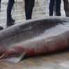 Marmara'da yakalandı! 4 metre boyunda 500 kilo... Marmara'da yakalandı! 4 metre boyunda 500 kilo...