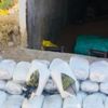 Ahırdan 111 kilogram esrar çıktı Ahırdan 111 kilogram esrar çıktı