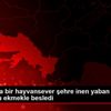 Bodrum da bir hayvansever şehre inen yaban domuzunu ... Bodrum da bir hayvansever şehre inen yaban domuzunu ...