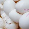 Milyonlarca yumurta toplatıldı