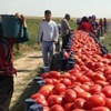 Domates dalında, çiftçi öfkeden kızardı Domates dalında, çiftçi öfkeden kızardı