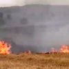 Yangından kurtarılan kaplumbağanın suyla buluşma anı Yangından kurtarılan kaplumbağanın suyla buluşma anı