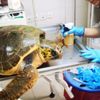 İzmiir'de vahşet: Caretta caretta silahla vuruldu