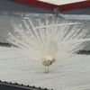 Fabrikanın çatısına tavus kuşu kondu, görenler hayretler içinde kaldı