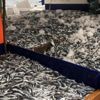 Karadeniz'de hamsi bereketi