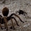 Tarantulayı alt eden tek canlı İZLE