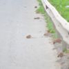 Bunlar da yol basan fareler Bunlar da yol basan fareler