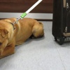 İskoçya'da köpek bavuluyla terk edildi İskoçya'da köpek bavuluyla terk edildi