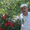 Ağaçtan düşen eski muhtar hayatını kaybetti Ağaçtan düşen eski muhtar hayatını kaybetti