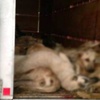 TIR'da köpek katliamında yeni gelişme