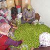Eriğin kilosu 10 liraya düştü Eriğin kilosu 10 liraya düştü