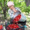 Amasya da kiraz hasadı başladı