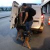 Narkotik köpekleri şark görevlerini yerine getirmek ... Narkotik köpekleri şark görevlerini yerine getirmek ...