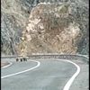 Boz ayı, yavrularıyla karayoluna indi