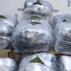 Siverek'te 55 kilo esrar ele geçirildi