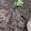 Solucan gübresi altın kadar değerli Solucan gübresi altın kadar değerli