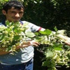 Şehidin acı haberi Ordu'ya ulaştı Şehidin acı haberi Ordu'ya ulaştı