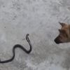 Yılan ile köpeğin karşılaştığı anları görüntüledi Yılan ile köpeğin karşılaştığı anları görüntüledi