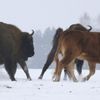 Polonya'da inek vahşi bizon sürüsüne katıldı Polonya'da inek vahşi bizon sürüsüne katıldı