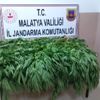 Malatya da 22 bin 998 kök kenevir ele geçirildi Malatya da 22 bin 998 kök kenevir ele geçirildi