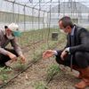 Karabük te maniye domatesinin ekimine başlandı Karabük te maniye domatesinin ekimine başlandı