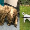 Köpeğin inanılmaz dönüşümü! Köpeğin inanılmaz dönüşümü!