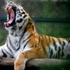 Bengal kaplanları kar bekliyor