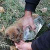 Yavru köpekleri sıkıştıkları yerden itfaiye kurtardı Yavru köpekleri sıkıştıkları yerden itfaiye kurtardı