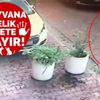 BDDK bankaların Aktif Rasyosu'na ilişkin taleplerini makul karşıladı BDDK bankaların Aktif Rasyosu'na ilişkin taleplerini makul karşıladı