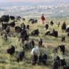 Türklerin Bin Yıllık Göçü Başladı Türklerin Bin Yıllık Göçü Başladı