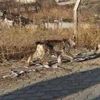 Nadir görülen vahşi hayvan ilçe merkezine indi Nadir görülen vahşi hayvan ilçe merkezine indi