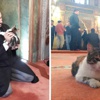 Hayvansever imam camii kapılarını sokak kedilerine açtı