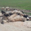 Bursa'da 84 köpek zehirlenerek öldürüldü Bursa'da 84 köpek zehirlenerek öldürüldü